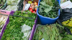 Izbor različitih lisnatih salata